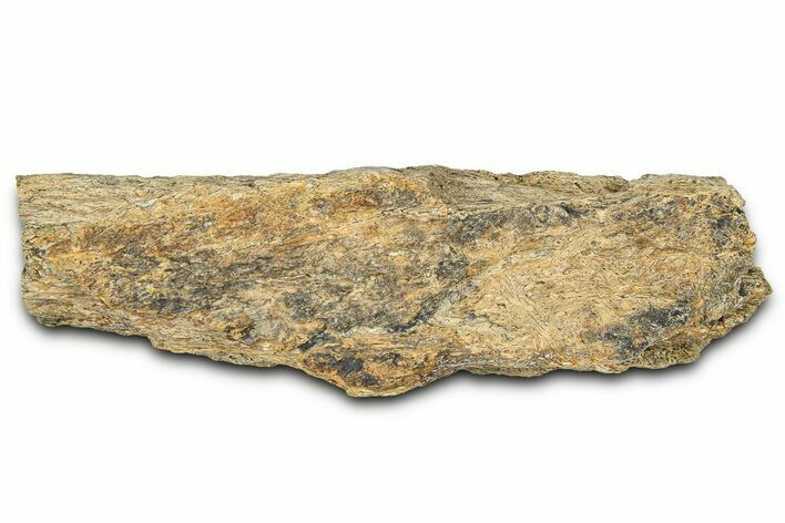 Dinosaur (Triceratops) Frill Shield Section - Montana #373872